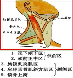 2019普通外科主治医师考试专业知识考点:颈部分区及颈部损伤