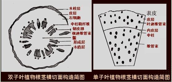 芹菜维管束结构图图片
